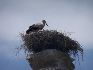 stork